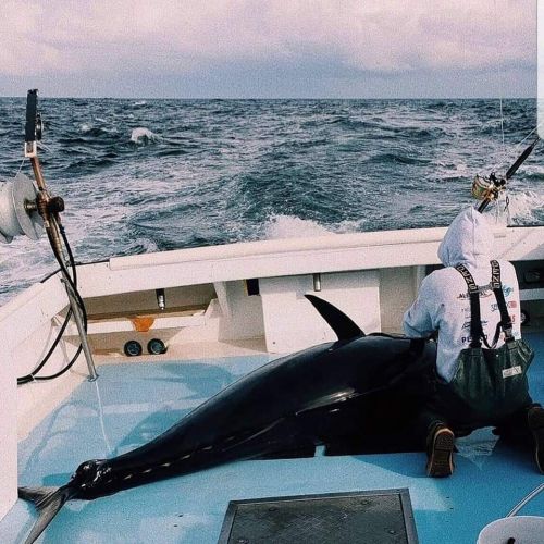 Oceans East Bait & Tackle Nags Head, Tuna Tuna Tuna... Bring in the Bluefin!