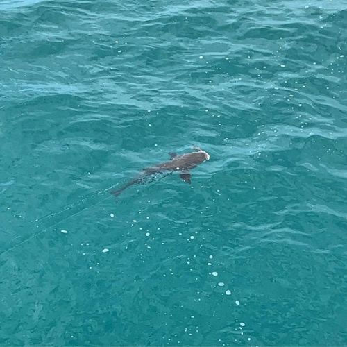 TW’s Bait & Tackle, Daily Fishing Report