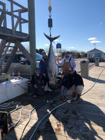 Pirate's Cove Marina, Trophy Bluefin Tuna!