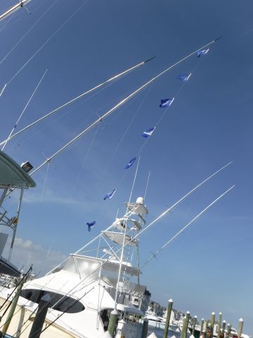 Pirate's Cove Marina, White Marlins Have Arrived!