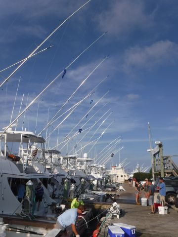 Pirate's Cove Marina, Released Marlins!