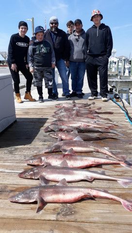 Pirate's Cove Marina, Yellowfin and Dog Shark