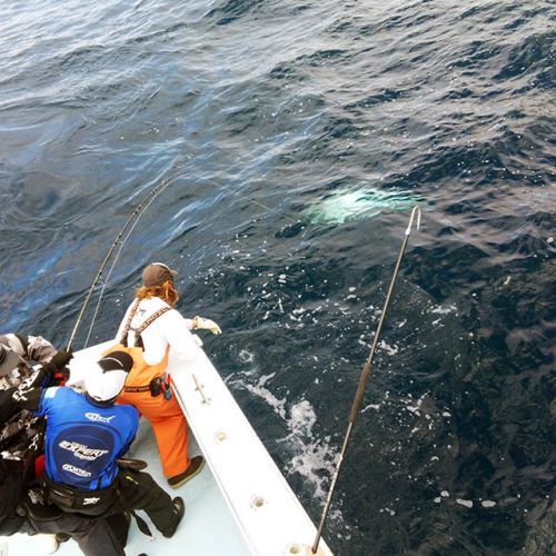 Tuna Duck Sportfishing, Epic Giant Bluefin Battle