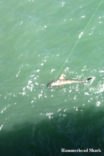 TW’s Bait & Tackle, TW's Daily fishing Report. 1/7/16