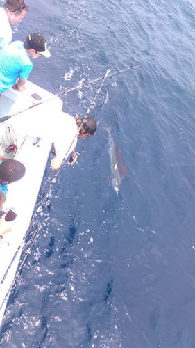 Tuna Duck Sportfishing, Three Sailfish Released