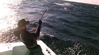 Tuna Duck Sportfishing, Hooked Up!
