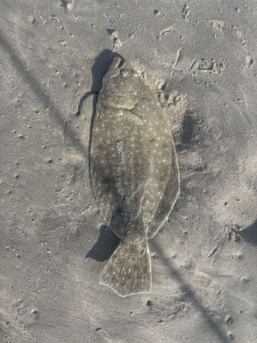 OBX Bait & Tackle Corolla Outer Banks, Corolla Fish Report