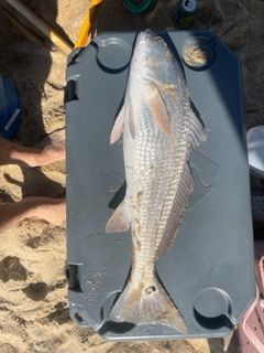 OBX Bait & Tackle Corolla Outer Banks, Corolla Fish Report