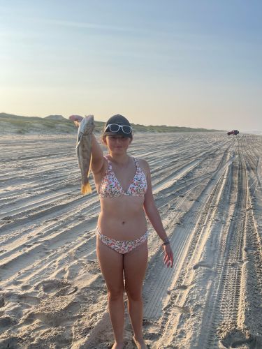 OBX Bait & Tackle Corolla Outer Banks, Corolla Fish Report