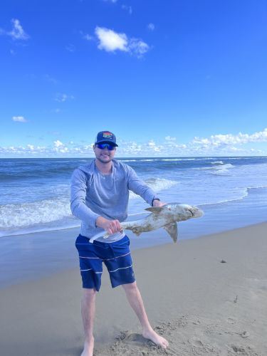 OBX Bait & Tackle Corolla Outer Banks, Corolla Fish Report