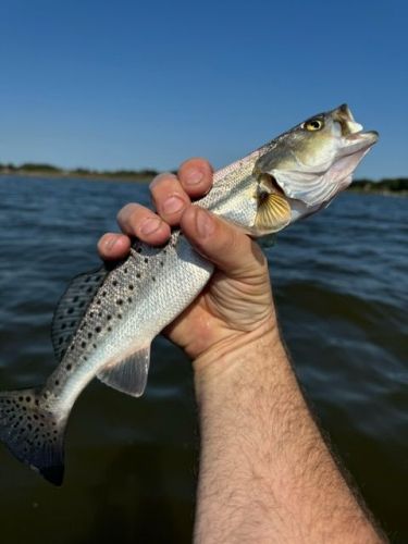 OBX Bait & Tackle Corolla Outer Banks, Corolla Fish Report