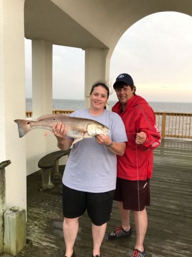 OBX Bait & Tackle Corolla Outer Banks, Corolla Fish Report