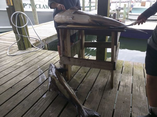 Oden's Dock, Cobia cobia cobia!