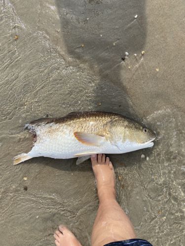 OBX Bait & Tackle Corolla Outer Banks, Corolla Fish Report