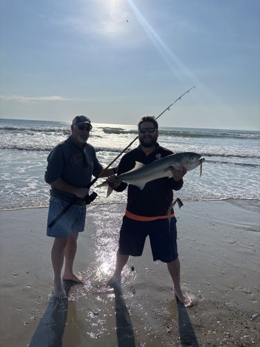 OBX Bait & Tackle Corolla Outer Banks, Corolla Fish Report