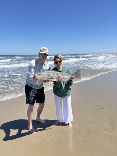 OBX Bait & Tackle Corolla Outer Banks, Corolla Fish Report