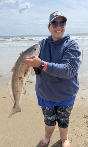 OBX Bait & Tackle Corolla Outer Banks, Corolla Fish Report