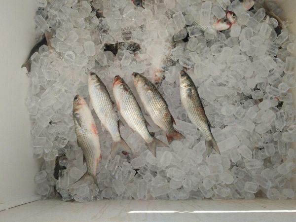 Dillon's Corner, MIDDAY FISHING REPORT 11/11/2019