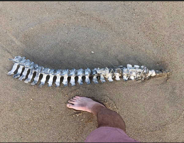 TW’s Bait & Tackle, Daily Fishing Report