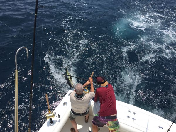 T-Time Charters, Sharks are most of our tunas