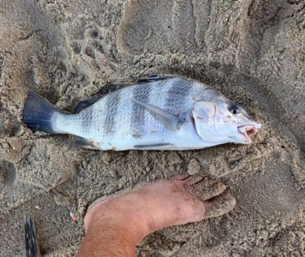 OBX Bait & Tackle Corolla Outer Banks, Corolla Fish report