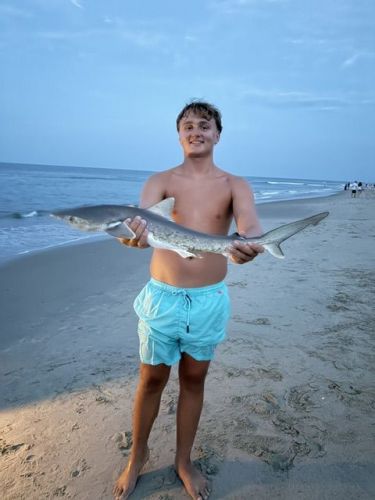 OBX Bait & Tackle Corolla Outer Banks, Corolla Fish Report