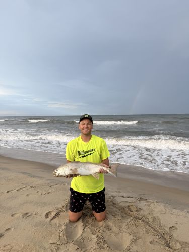 OBX Bait & Tackle Corolla Outer Banks, Corolla Fish Report