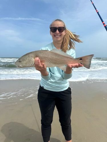 OBX Bait & Tackle Corolla Outer Banks, Corolla Fish Report