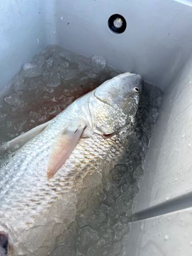 OBX Bait & Tackle Corolla Outer Banks, Corolla Fish Report