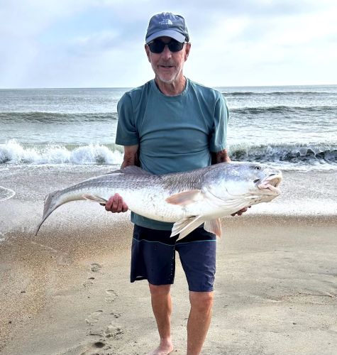 OBX Bait & Tackle Corolla Outer Banks, Corolla Fish Report