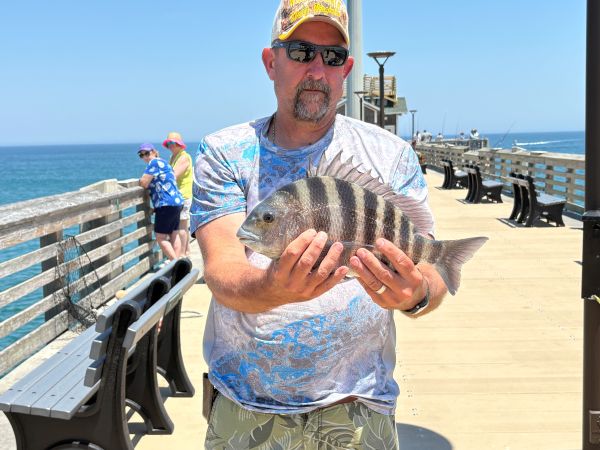 Jennette's Pier, Sheepshead biting!