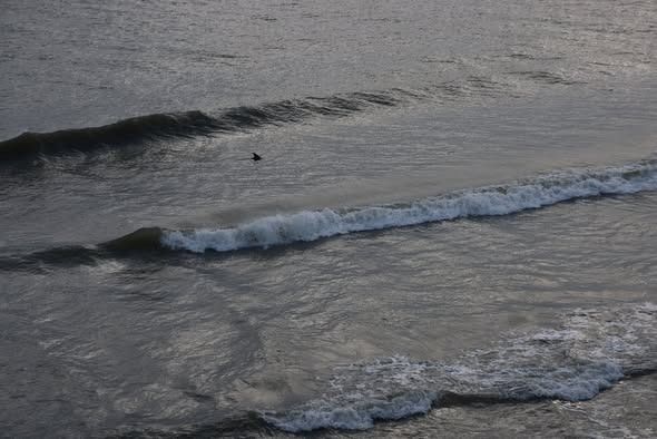 Jennette's Pier, Dolphin Sightings