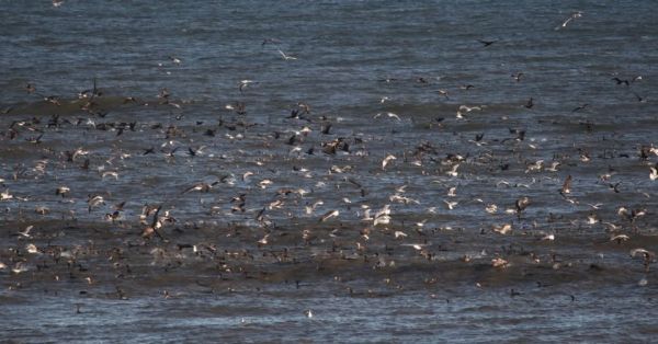 Jennette's Pier, Thousands of Birds!