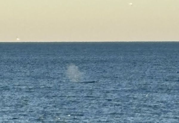 Jennette's Pier, Whales Are Here!