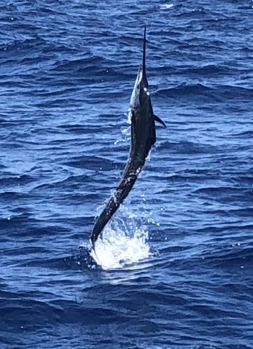 Bite Me Sportfishing Charters, 15th Annual Hatteras Grand Slam