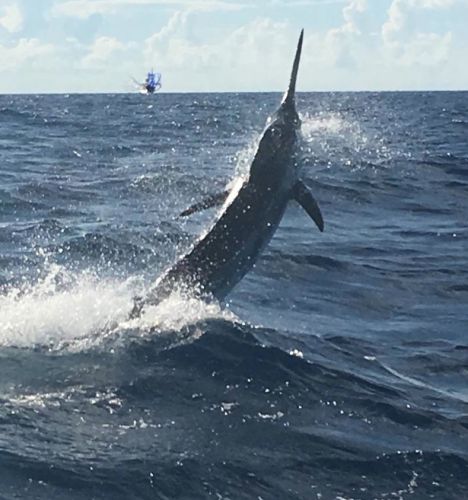 Bite Me Sportfishing Charters, Hooked up Blue Marlin!