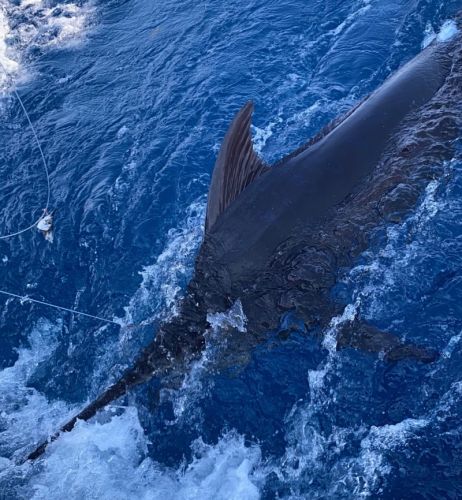Bite Me Sportfishing Charters, Hooked Up Blue Marlin