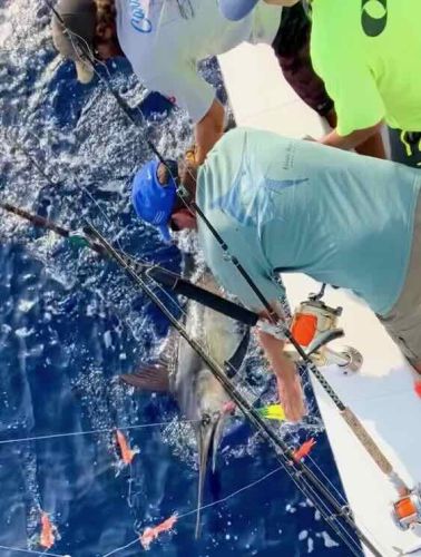 Bite Me Sportfishing Charters, Blue Marlin for Mongo
