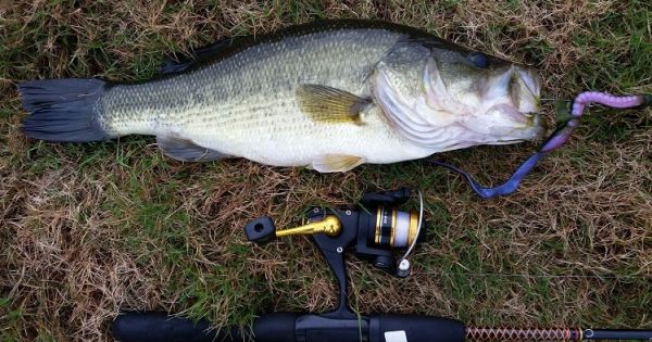 TW’s Bait & Tackle, Daily Fishing Report