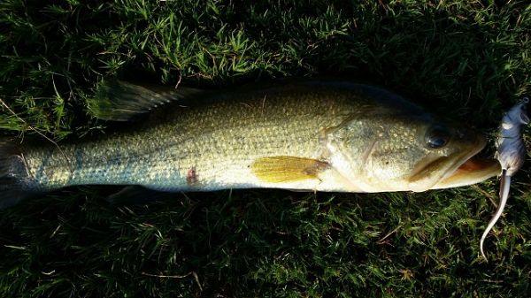 TW’s Bait & Tackle, Daily Fishing Report