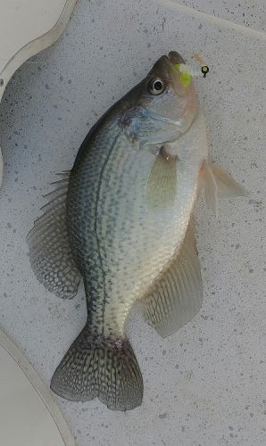 TW’s Bait & Tackle, Daily Fishing Report