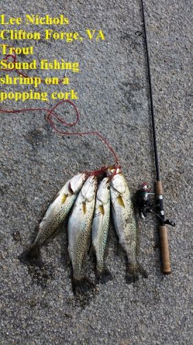 TW’s Bait & Tackle, TW's Daily Fishing Report