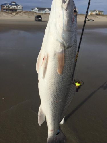 OBX Bait & Tackle Corolla Outer Banks, Corolla Fish Report