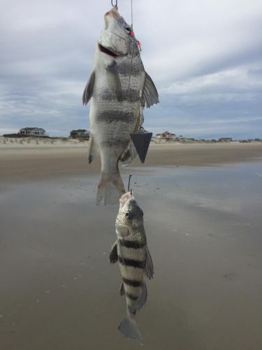 OBX Bait & Tackle Corolla Outer Banks, Corolla Fish Report