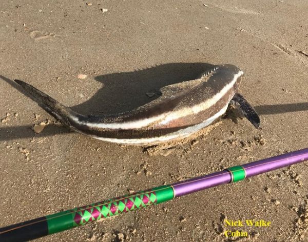 TW’s Bait & Tackle, Daily Fishing Report