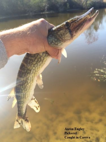TW’s Bait & Tackle, Daily fishing Report