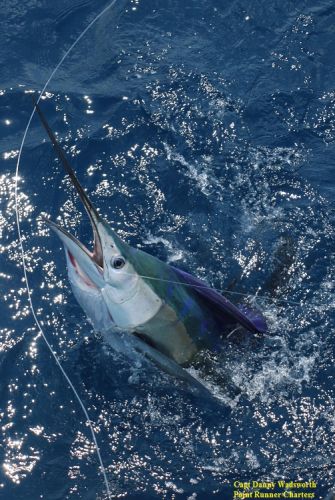TW’s Bait & Tackle, TW's Daily Fishing Report. 1/18/16