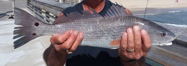 Jennette's Pier, Puppy Drum