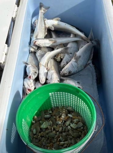 Red Drum Tackle Shop, Scoring Big on Sandfleas