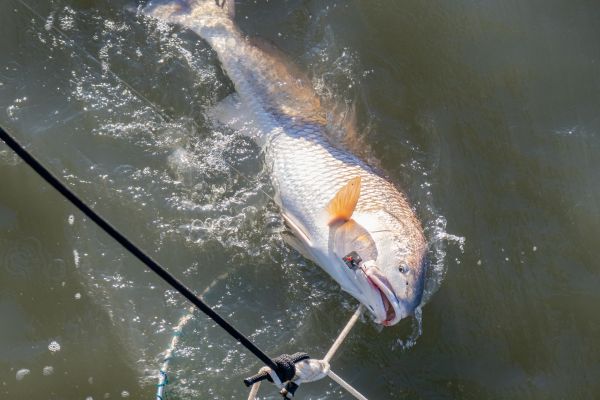 Jennette's Pier, Red Drum Bite